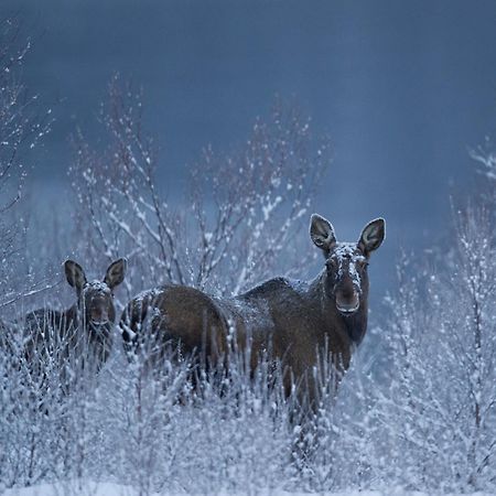Sorrisniva Arctic Wilderness Lodge อัลต้า ภายนอก รูปภาพ