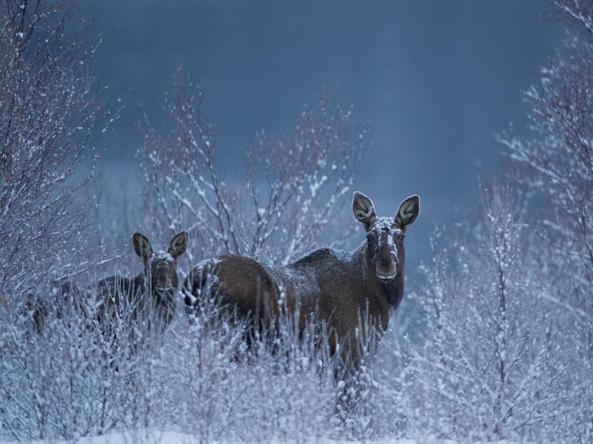 Sorrisniva Arctic Wilderness Lodge อัลต้า ภายนอก รูปภาพ